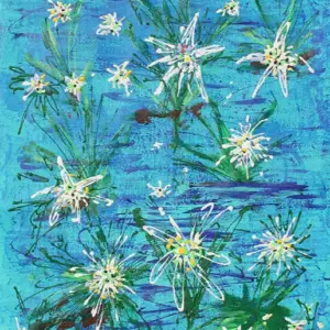 Giclée: 11. Edelweiss for Su